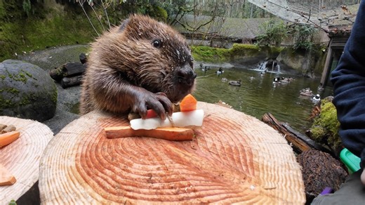 Stumptown Fil reveals PNW winter prediction