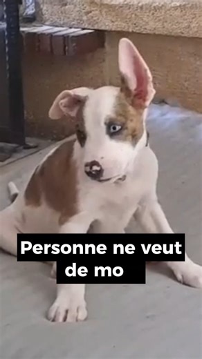 Espoir Protection Animale on Instagram: "🐾 Coucou… moi c’est Zig 🐾 Pour m'adopter : 🔗 https://taplink.cc/espoirprotectionanimale Je suis un jeune chiot Staff de 6 mois, avec de grands yeux bleus perçants et surtout 24 kilos d’amour à donner 💙 Aujourd’hui, je suis à la recherche de ma famille pour la vie… celle qui écrira avec moi un tout nouveau chapitre ✨ Je suis identifié et vacciné ✅ La castration et le diagnostic seront à prévoir 🩺 Je vis actuellement dans le 93, je suis propre et je sa
