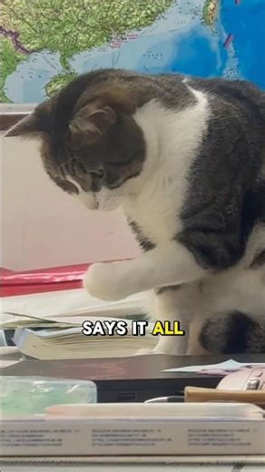 This Cat Is Confused… “Why Can’t My Hand Grab Anything?” #cat