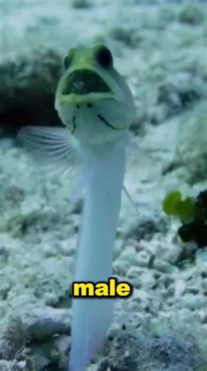 Animal Eggs You’ve Never Seen Before 🥚😲 || #historyfacts #history @MissionHistory-YT