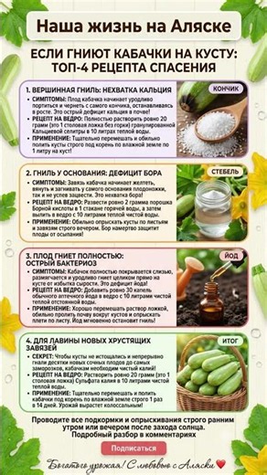 🌱Срочно Спасаем КАБАЧКИ - ГНИЮТ на Кусту: ТОП-4 Рецепта Спасения💪