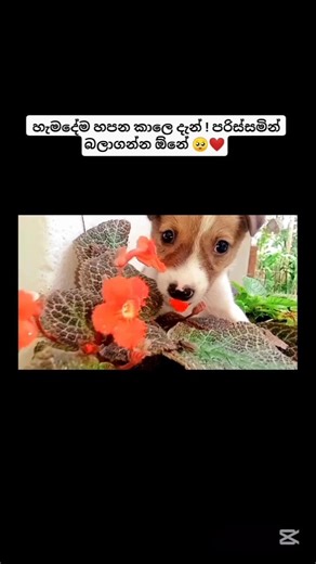 පැංචි පුංචියි තවම! 😪❤️ Diamond pets