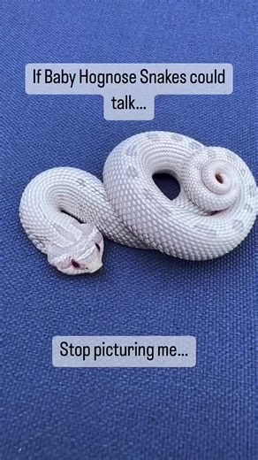 Exploring Hognose Snakes: Unique Behaviors and Traits