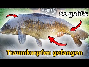 Carp fishing with boilies: This is how you easily catch the big ones | Live Run