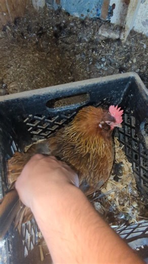 Why Are All These Hens In Here?