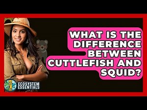What Is The Difference Between Cuttlefish And Squid? - Ecosystem Essentials
