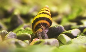 What Do Assassin Snails Eat?