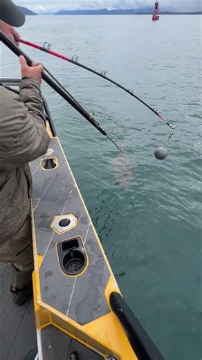 Elfin Cove Halibut Fishing – Harpoon Technique & Pro Tips | YachtBuying101.com