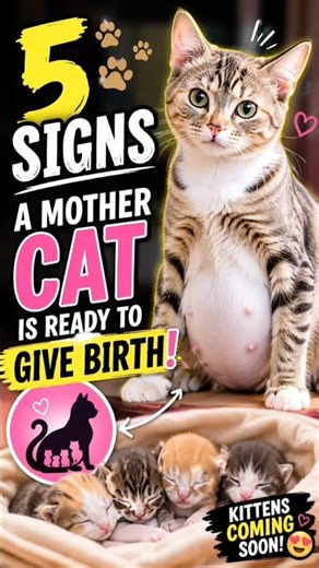🐱👶 5 Signs Your Cat Is Ready to Give Birth! #shorts #catfacts #catshorts #catbirth #fypシ #yshorts