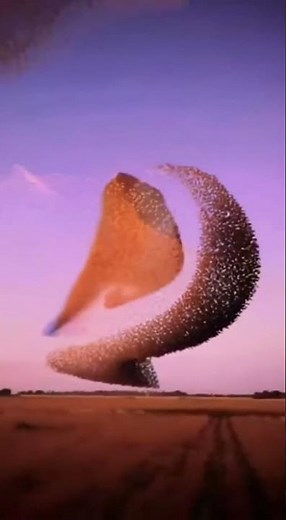 Massive Starling Murmuration Chaos at Sunset – Hypnotic 8K Swarm 🌅🐦