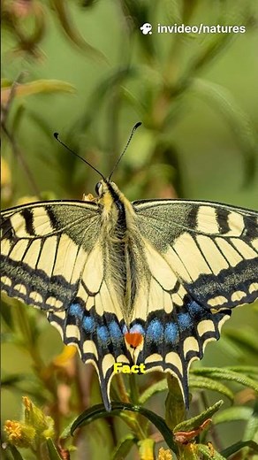 5 surprising Swallowtail butterfly facts #Swallowtail #ButterflyFacts #Nature #Shorts #Butterflies
