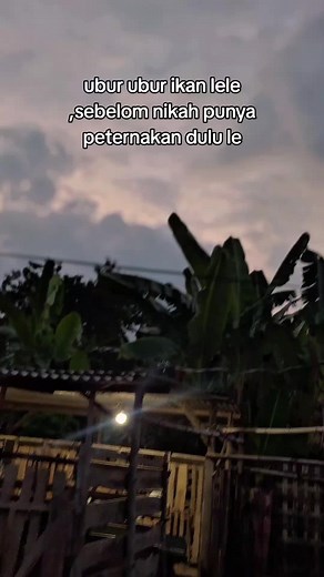 ubur ubur #fypシ #peternakkambingindonesia #kambingetawa