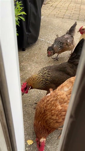 Chickens 🐓