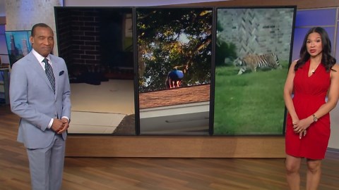 North Texas animal control captures 15-foot Python despite 'multiple strike attempts'