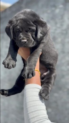 Black Labrador Female Puppy So Cute 🐾 | Adorable Lab Puppy