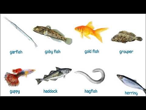 A-Z Fish names in English with Pictures