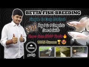 Betta Fish Breeding in Tamil HD | 2021 First Video😊 | Must Watch 🤩 | தமிழ் | Wonder Aqua Garden