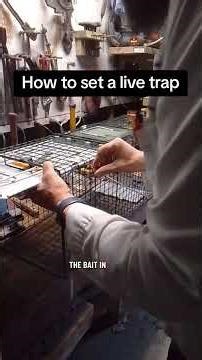 How to set a live trap
