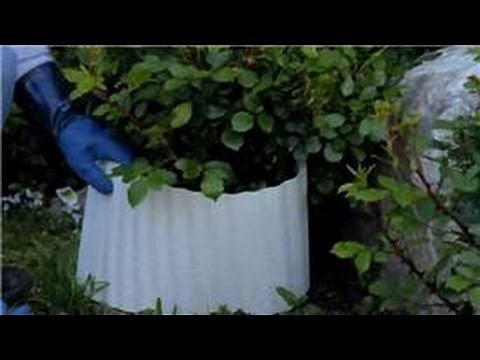 Flower Gardening : How to Prepare Garden Roses for Winter