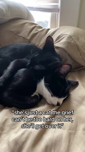 Coping with Pet Loss: Understanding Grief for Cats