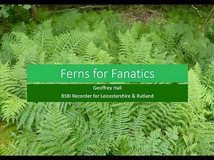 Ferns for Fanatics
