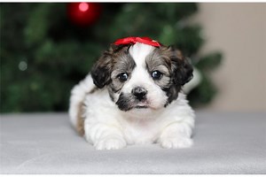 Dina - Shichon Puppy 8B0E9F
