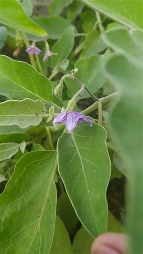 vegetable harvesting from kitchen garden #shorts #viral #garden #gardening