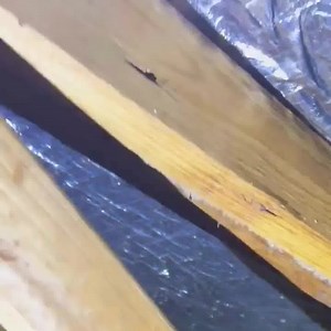 Discovered termites inside your home or other annoying pests? Don't panic, contact Termitrust Perth today! Our technicians have been providing safe and reliable pest management solutions for over 20 years and know the pests in your local area. Our local technicians can help you with: ✅ Termites ✅ Rodents ✅ Cockroaches ✅ Ants ✅ Spiders ✅ Bed Bugs ✅ Plus many more common household pests Visit our website to learn how we can help you overcome your pest problems. | Termitrust Pest Control