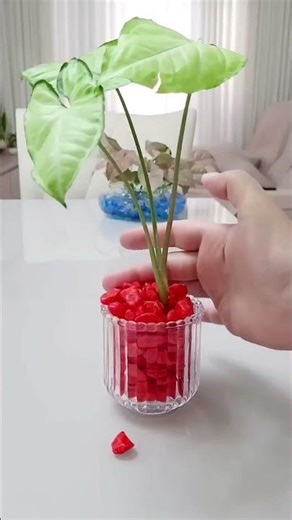 Tanaman indoor yang bikin suasana rumah jadi lebih estetika dan cozy #shorts #tanamanhias #indoor