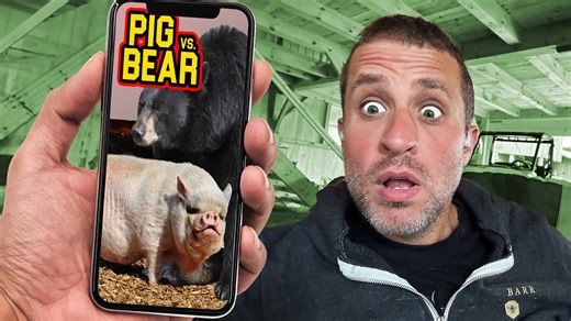 Weirdest pig videos ever filmed on Gold Shaw Farm