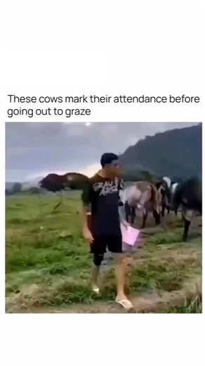 MEME_FOR EVRYONE on Instagram: "In this endearing footage, a Brazilian farmer conducts a literal morning roll call for his herd. Seated at a school desk with an attendance register, he calls out names like "Jéssica," "Vitória," and "Ana Carolina." Astonishingly, each cow acknowledges her name with a distinct, timely moo before trotting off to graze, demonstrating a high level of auditory recognition and social bonding. ​The clip has exploded online, amassing over 14.2 million views and 850k shar