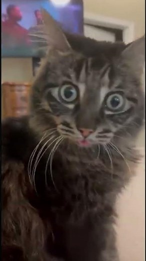 My Little Pony Little Miss Rarity Creepy Pastas Explained