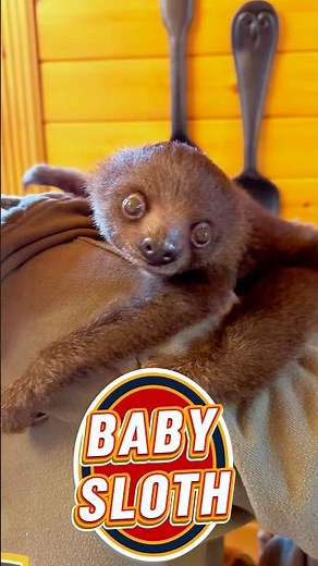 Experience Sloths, Camels, Iguanas and more at Ocoee Riverside Farm. Fun for ALL ages!