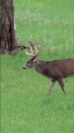 Keith’s Mississippi Realtree Monster bucks Hunt from this past fall 🔥