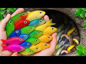 Insane Backyard Pond HAUL! 🤯 Catching MONSTER Fish & Rare Guppies!