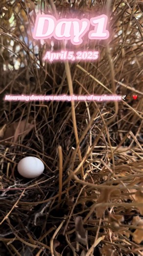 Mourning Dove nesting journey #bird #birdwatching #birdsoftiktok #doves