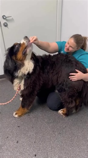 A day at border vets done - HD 1080p