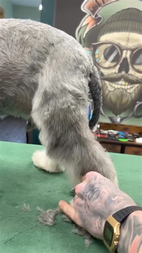 77K views · 1.1K reactions | #Schnauzer Hair cutting | I Love Schnauzer | Facebook