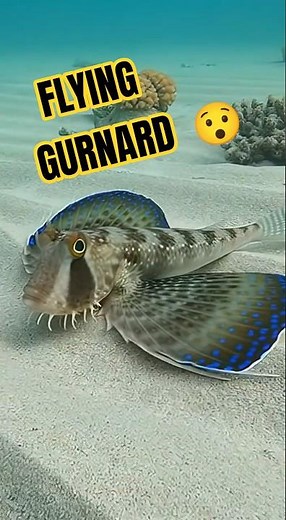 Flying Gurnard Spreading Its Wings on the Sand