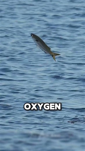 This Is Why Fish Jumping Out Of Water...