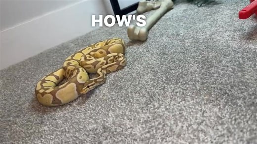 Pebble gets life easy #ballpython #snake #reptile #pet | snake