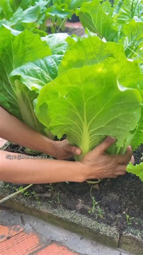 🌱 Hortas - Ideias 🌱 on Instagram: "O passo a passo completo para você ter sua hortinha produtiva em casa já está disponível! Quer o manual/curso completo? Acesso site do meu perfil @hortas_ideias Agora você pode aprender a cultivar diversos alimentos orgânicos na sua casa, MESMO QUE NÃO TENHA ESPAÇO. Veja alguns dos orgânicos que você vai produzir: 🍓 Morangos bem desenvolvidos 🍇 Uvas docinhas 🥑 Abacates no vaso é possível com nossas técnicas 🍍 Abacaxis suculentos 🍅 Tomates bem cuidados e