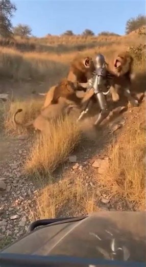 **Unglaublich! Tourist filmt brutalen Löwenangriff auf gepanzerten Mann in den Bergen 🦁😱**