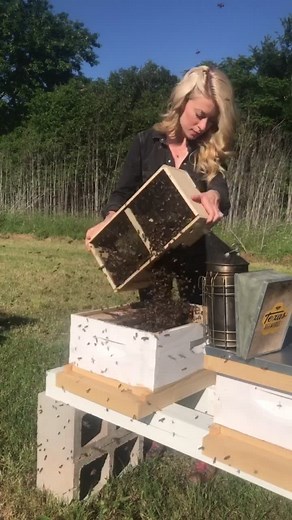 This is how you get 10,000 honeybees into their new hive! #shakeit #shakeitchallenge #bees #foryou #fyp #foryourpage #naturelove #insects
