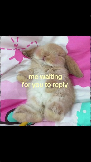 Sleepy Bunny Reaction: Me Waiting for You to Reply