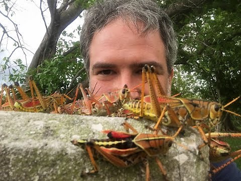 Giant Lubber Grasshopper Invasion part 2 - All Grown Up