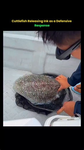 The Curious Core on Instagram: "This footage captures a cuttlefish emitting ink, a common anti-predator behavior used to confuse and deter potential threats."