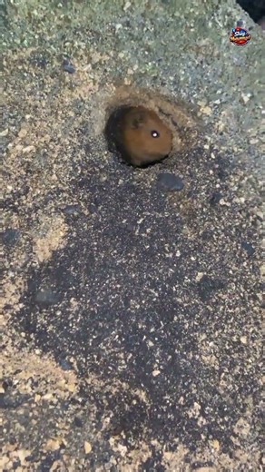 A groundhog makes sounds inside its burrow #animalshorts #mantap