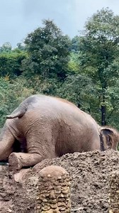 NamThip knows exactly how to enjoy her day, starting with a full body mud massage. 🐘✨ With her adorable little tail wiggling in the air, she leans into the mud with total confidence, coating every inch of her body in the comfort and protection nature intended. Mud baths aren’t just play, they soothe her skin, protect her from the sun, and help her feel safe and grounded. To all of NamThip’s foster parents : THANK YOU! Your support gives her the freedom to explore, indulge, and thrive on her own