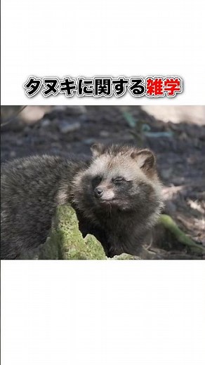 タヌキに関する雑学#豆知識 #動物 #タヌキ